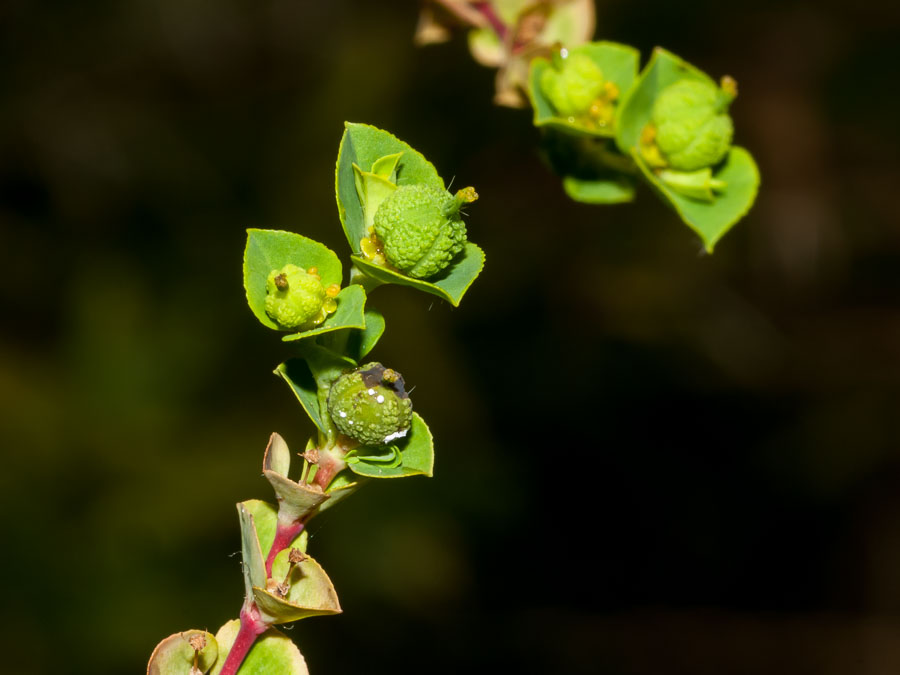 Euphorbia platyphyllos